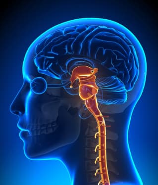 brain-stem-with-nerves-anatomy